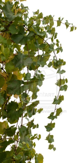 Vines PNG, Vines Transparent Background - FreeIconsPNG