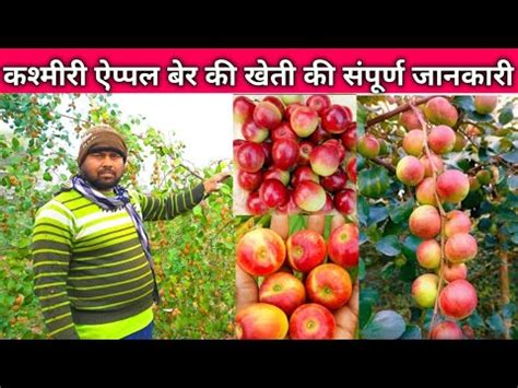 Kashmiri Apple Ber Ki Kheti Kashmiri Apple Ber Farming