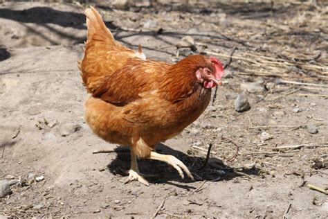 Red Sex Link Chicken Breed Info Where To Buy Chicken And Chicks Info