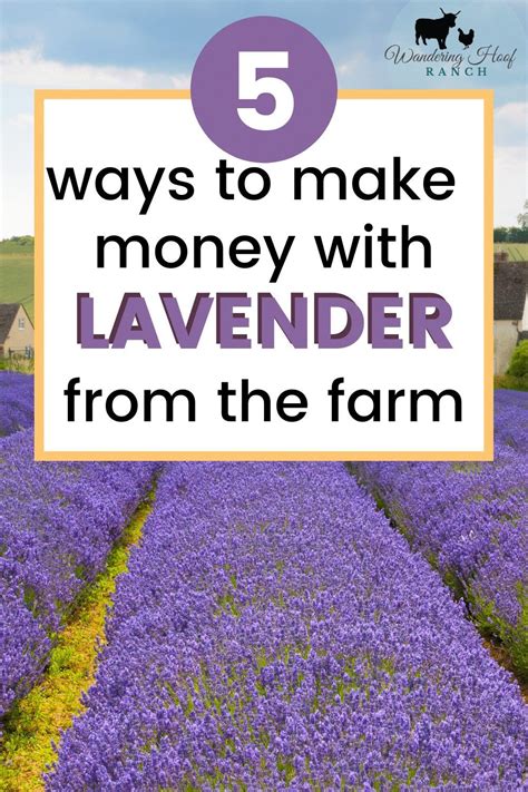 Lavender Farm Products | Lavender farm, Growing lavender, Lavender plant