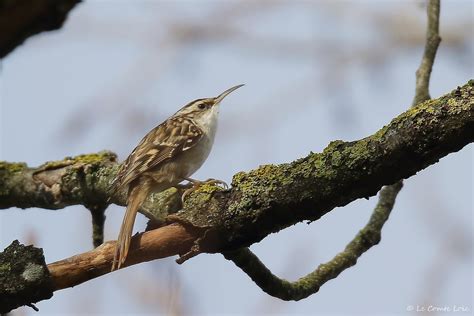 Grimpereau Des Jardins Short Toed Treecreeper Certhia B Flickr