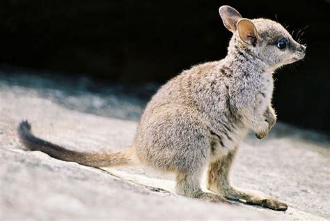 Baby Wallaby