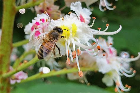 Bienen retten So helfen Sie Bienen Pflanzen SCHÖNER WOHNEN