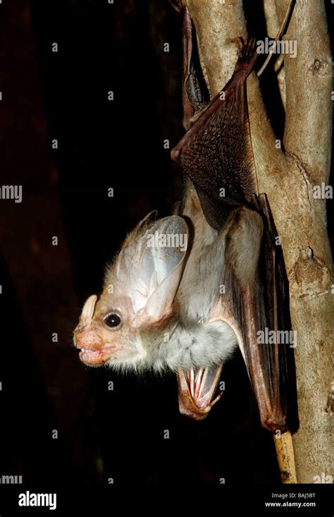 Ghost Bat Stock Photos & Ghost Bat Stock Images - Alamy