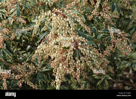 Pieris Japonica White Rim Winter Flowering Evergreen Shrub With