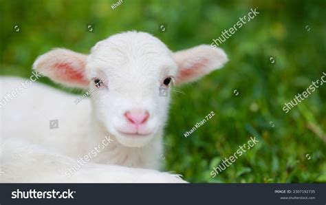 3 4k Baby Goat 图片、库存照片和矢量图 Shutterstock