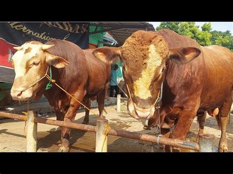 22 JUTABORONGAN 2 EKOR JUMBO SIAPAN QURBAN Pasar Sapi Tuban YouTube