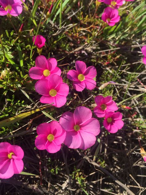 Some Pink Flowers Are Growing In The Grass