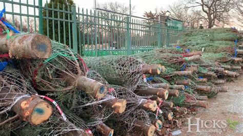 Fresh Cut Christmas Trees At Hicks Nurseries Youtube