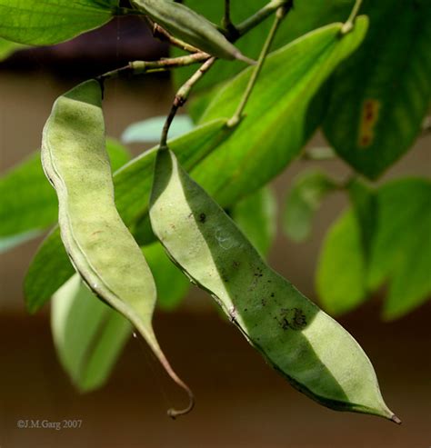 Bauhinia Acuminata L By J M Garg On August