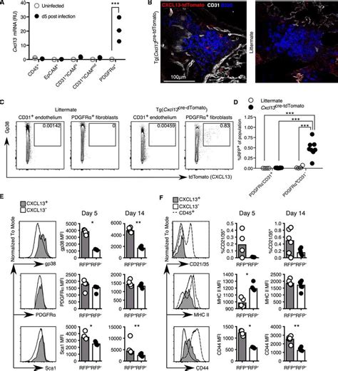 Iav Infection Induces Cxcl13 In Pulmonary Pdgfrα⁺ Fibroblasts A