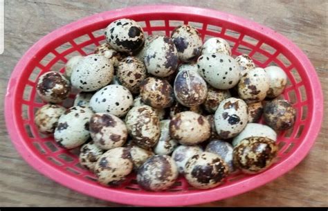 24 Fertile Jumbo Brown Coturnix Quail Hatching Eggs From Meat And Egg Birds Chaldeans Of Lebanon