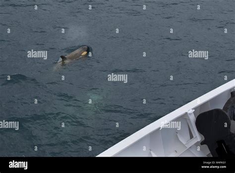 Antarctica South Shetland Islands Killer Whale Orcinus Orca Near