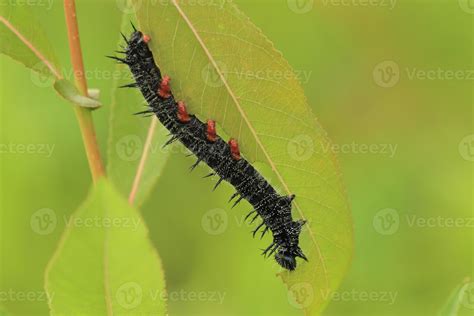 Mourning cloak butterfly caterpillar 22320814 Stock Photo at Vecteezy