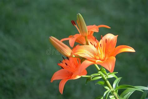 Orange Color Lily Stock Image Image Of Color Life 159886313