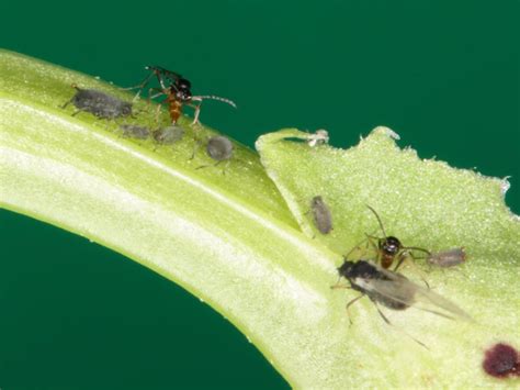 Un Gen Decide El Tipo De Reproducción En Los Insectos