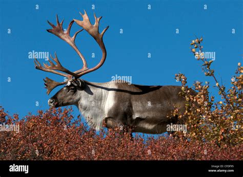 Barren-ground bull caribou antlers high Stock Photo - Alamy