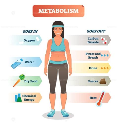 Metabolism Concept Vector Illustration Diagram Biochemical Body Cycle