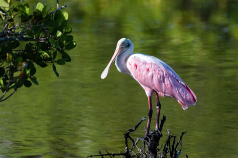 Roseate Spoonbill Pretty In Pink