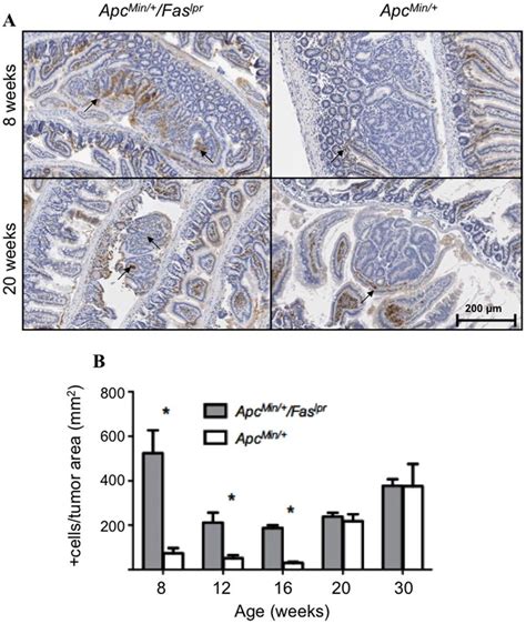 Immunohistochemistry For P53 In Adenomas From Apc Min And Apc Min