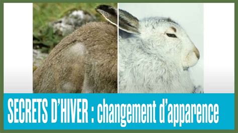 SECRETS D HIVER Changement D Apparence Des Animaux YouTube