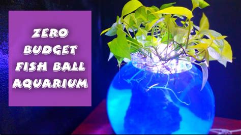 How To Make A No Filter Gallon Fish Bowl Aquarium No Filter No Ferts