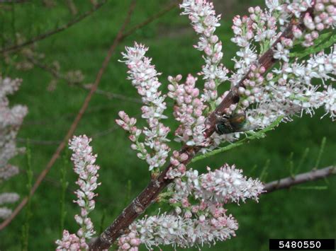 tamarisk (Genus Tamarix)