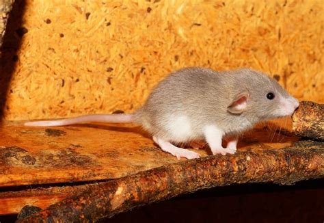 Pet Rat Breeds / Varieties: What Type of Rats Are Your Pets? | Animallama