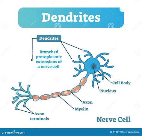 Dendrite Biological Anatomy Vector Illustration Diagram With Nerve Cell