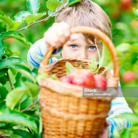 리틀 아이 보 농장이을에 빨간 사과 따기 가을에 대한 스톡 사진 및 기타 이미지 가을 소년 6 7 살 Istock