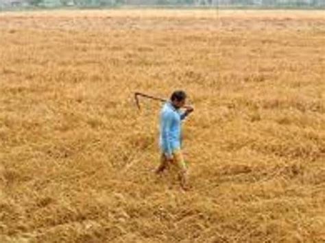 Untimely Rains Will Hit Wheat Crop Says Experts Hindustan Times