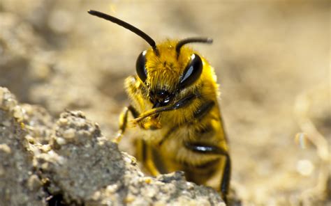 abeille