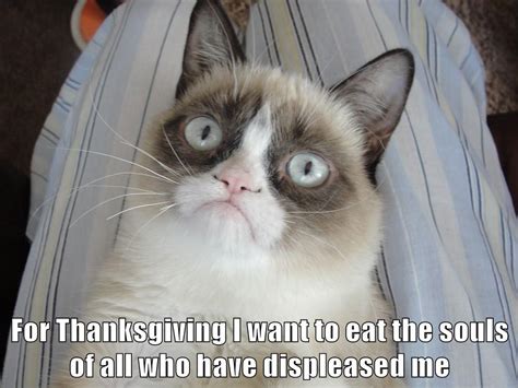 Lolcats Thanksgiving Lol At Funny Cat Memes Funny Cat Pictures With Words On Them Lol