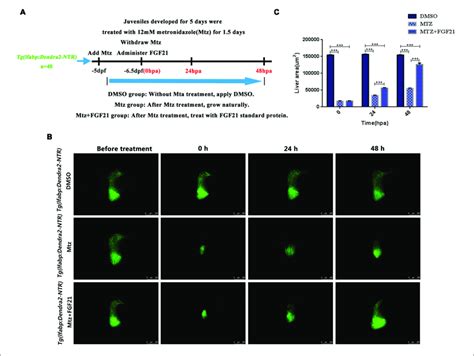 Fibroblast Growth Factor 21 Improves Liver Regeneration After Induced