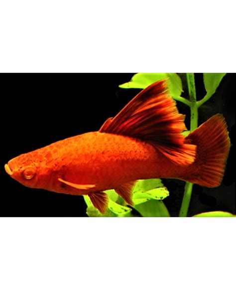 Otf Aquarium Pasir Ris Albino Red Eye High Fin Red Swordtail
