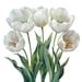 Watercolor White Tulips Clipart Pack Pngs Beautiful Summer Spring