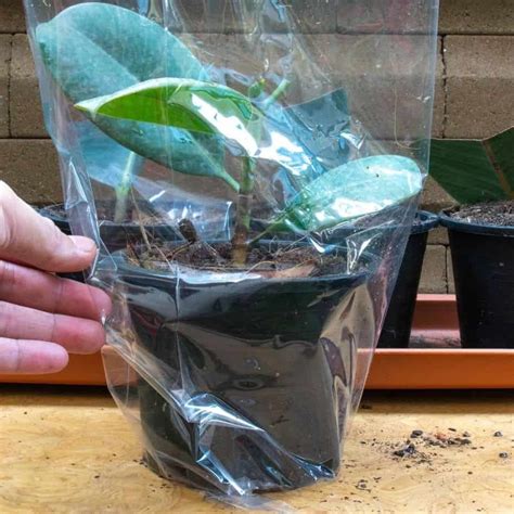 How To Propagate Rubber Plant Two Method Step By Step Simplify Plants