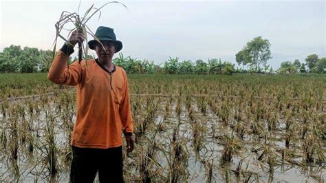 Sawah Di Indramayu Yang Puso Akibat Banjir Semakin Meluas Ada 5 112