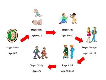 Human Life Cycle Chart