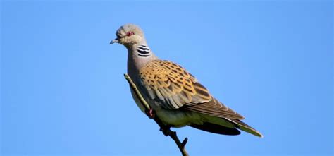 The European Turtle Dove | Critter Science