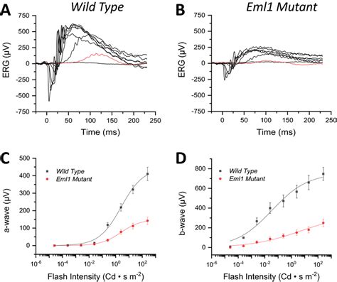 Effect Of Eml Mutation On Retinal Function In Vivo Erg Responses In