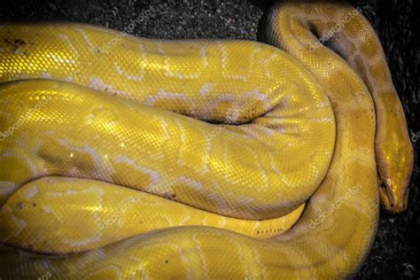 Burmese Python Python Molurus Bivittatus Yellow Python ⬇ Stock Photo