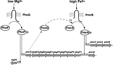 Model For The Activation Of The Pmrapmrb Two Component System By The