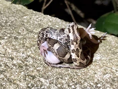 Western Ratsnake From Bonnell Vista St Austin TX US On October 25