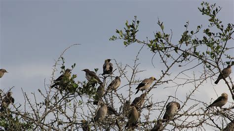 Birding Safari Tours Uganda Rwanda Kenya Tanzania