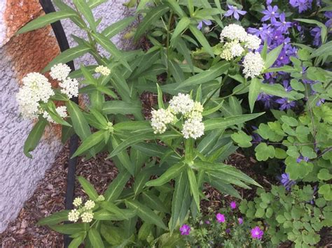 Photo Of The Entire Plant Of Swamp Milkweed Asclepias Incarnata Ice Ballet Posted By Debbiec