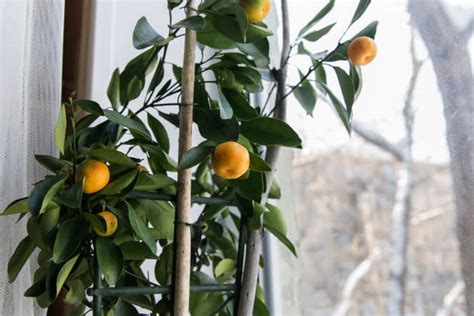 1900 Calamansi Stock Photos Pictures And Royalty Free Images Istock