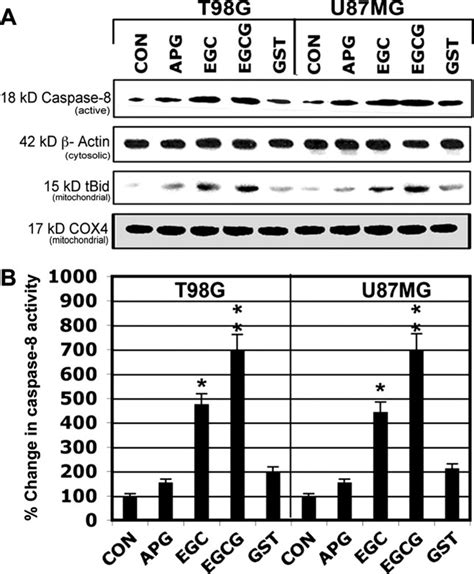 Flavonoids Activated Caspases For Apoptosis In Human Glioblastoma T98g