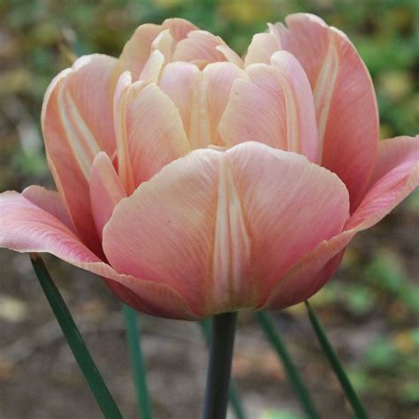 Tulipa La Belle Epoque Rose Cottage Plants