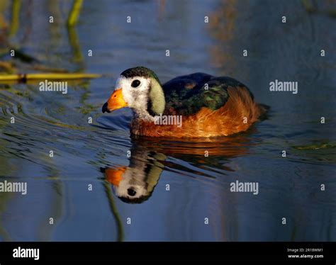 African African Pygmy Goose Nettapus Auritus Adult Swimming At Sea